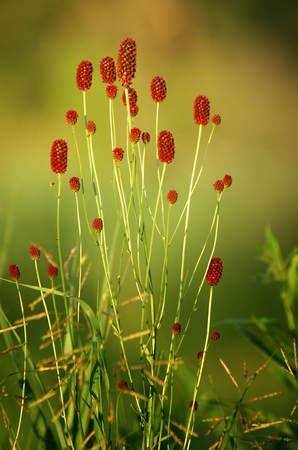 Sanguisorba officinalis or great burnetの写真素材