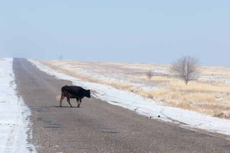 Country road in winter. road winds between hillsの写真素材