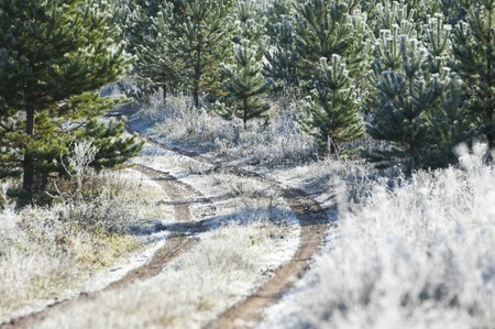 The first autumn frost on the road. road in Autumn. A colourful curving autumn road.の写真素材