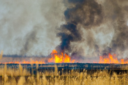 burning reeds. fire. early spring, withered reeds, careless handling of fireの写真素材