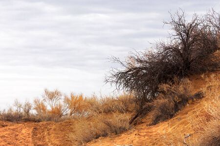 kazakhstan,  Autumn has come in the steppe. first frosts in the steppe. Desert landscape with hills and dry yellow grassの写真素材