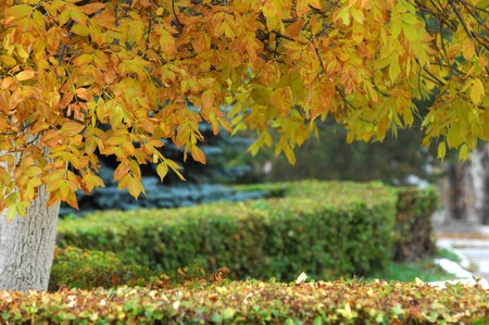 autumnの写真素材