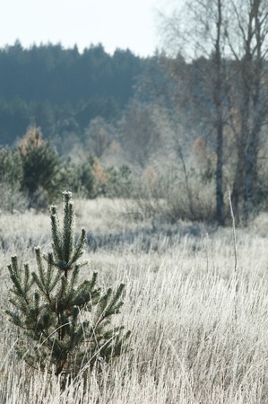 autumn Park. back end.  A landscape photo in late autumn. Late summer - early autumn. Space for text.の写真素材