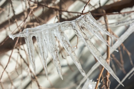 Icicles on the branch in December. Beautiful sparkling Winter scene. Reflections of head lamp in...