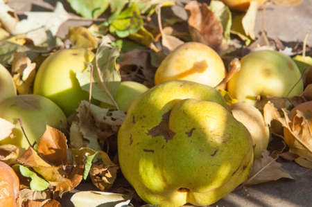 Autumn wild grape vines on the wall with berries.  branch of wild grapes with leaves and berries on a sunny dayの写真素材