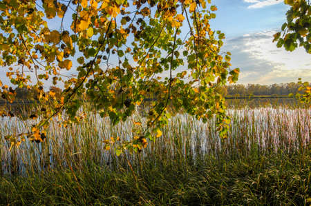 Autumn lake cane trees, green grass. Autumn Landscape. Park in Autumn. The bright colors of autumn...