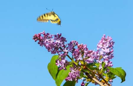 Spring. lilac flowers. Bunch of lilac flowers over white background with sample text. Spring flower, twig purple lilac. Syringa vulgaris.の写真素材