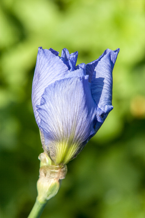 Blue flower irises- nature spring sunny background. Soft focus with bokeh.の写真素材