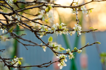 apple flowers. spring flowers. Soft image of a blossoming tree