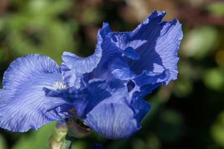 Blue flower irises- nature spring sunny background. Soft focus with bokeh.