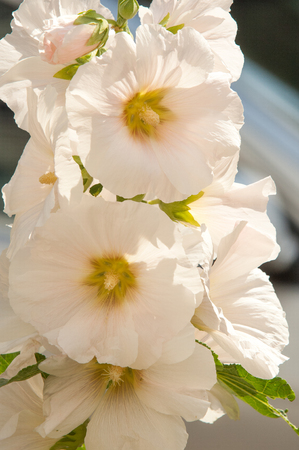 mallow. a herbaceous plant with hairy stems, pink or purple flowers, and disk-shaped fruit. Several kinds are grown as ornamentals, and some are edible.の写真素材