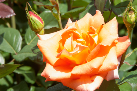 rose flower. a prickly bush or shrub that typically bears red, pink, yellow, or white fragrant flowers, native to north temperate regions.の写真素材