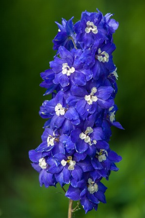 delphinium. a popular garden plant of the buttercup family that bears tall spikes of blue flowers.の写真素材