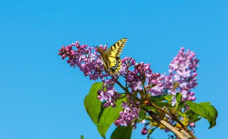 Spring. lilac flowers. Bunch of lilac flowers over white background with sample text. Spring flower, twig purple lilac. Syringa vulgaris.の写真素材