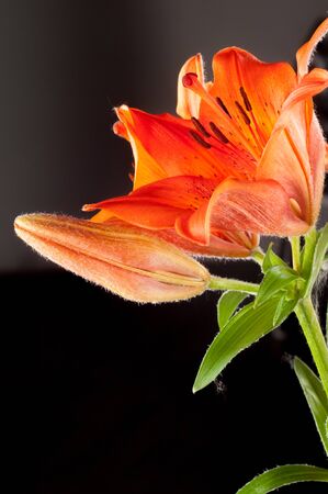 red Lilies. a heraldic fleur-de-lis. A vibrant spray of two wine red lily flowers (Lilium bulbiferum croceum) and buds, isolated on black with clipping path.の写真素材