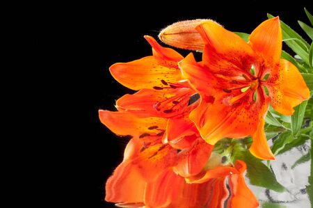 red Lilies. a heraldic fleur-de-lis. A vibrant spray of two wine red lily flowers (Lilium bulbiferum croceum) and buds, isolated on black with clipping path.の写真素材