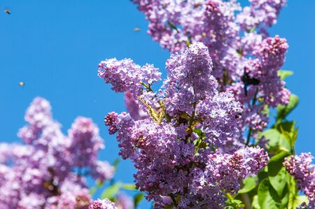 Spring. lilac flowers. Bunch of lilac flowers over white background with sample text. Spring flower, twig purple lilac. Syringa vulgaris.の写真素材
