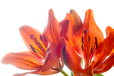 red Lilies. a heraldic fleur-de-lis. A vibrant spray of two wine red lily flowers (Lilium bulbiferum croceum) and buds, isolated on black with clipping path.の写真素材