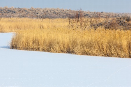 Reeds on a frozen lake, the steppe. the river Ili Kazakhstan. Kapchagai Bakanasの写真素材