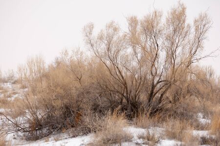 steppes winter. Kazakhstan, Almaty region, Bakanas,
