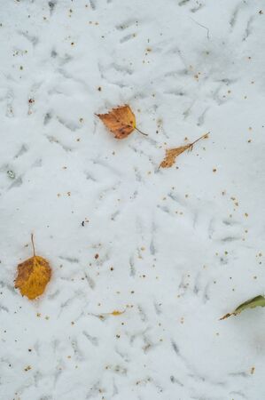 Leaves autumn snow. texture. The first fall of snow. Yellow birch leaves in the snowの写真素材