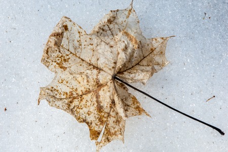 texture. background. last year's maple leaf on the snowの写真素材