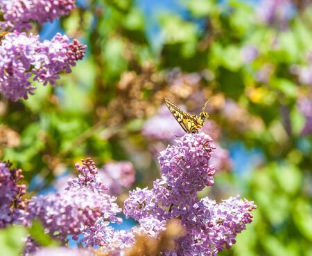 Spring. lilac flowers. Bunch of lilac flowers over white background with sample text. Spring flower,...