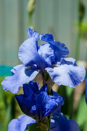 Blue flower irises- nature spring sunny background. Soft focus with bokeh.