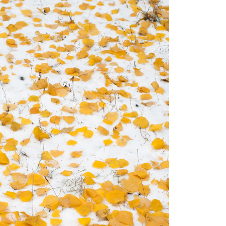 Leaves autumn snow texture. Photographed on the streetの写真素材