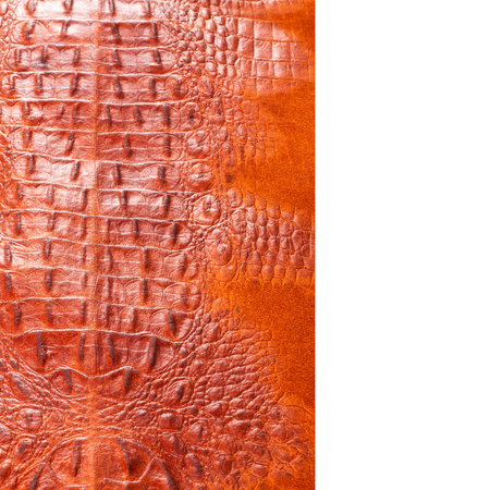 crocodile Skin. Artistic leather crocodile