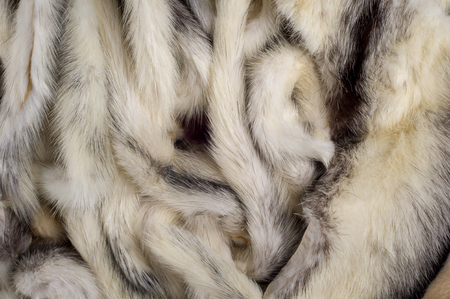 Texture, background. Mink fur multicolored. mink tails