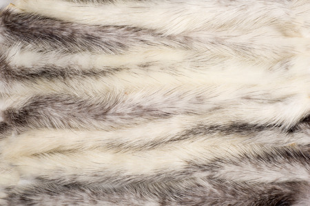 Texture, background. Mink fur multicolored. mink tails