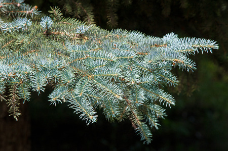 blue spruce. a North American spruce with sharp, stiff blue-green needles, growing wild in the...