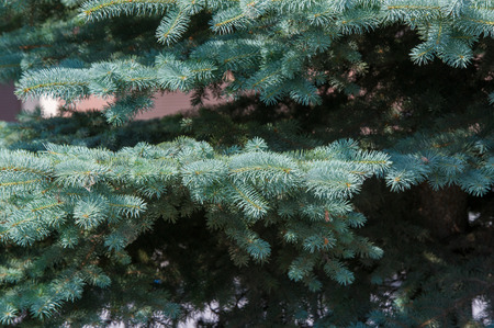 blue spruce. a North American spruce with sharp, stiff blue-green needles, growing wild in the...