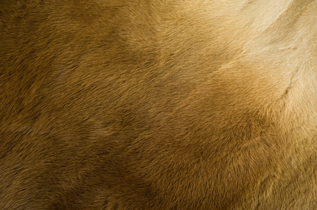 Texture, background. mink fur. Mink coat. Gold color mink fur. a small, semiaquatic, stoatlike carnivore native to North America and Eurasia. The American mink is widely farmed for its fur.の写真素材