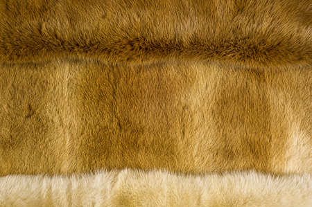 Texture, background. Mink fur. he short, fine, soft hair of certain animals. carnivorous mammals of the family Mustelidaeの写真素材