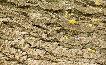 Texture, background. bark of tree. Poplar bark.
