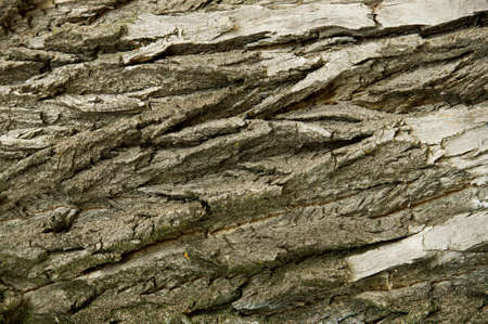 Texture, background. bark of tree. Poplar bark.の写真素材