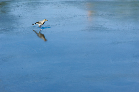 Self-leveling floors. Texture, background. the lower surface of a room, on which one may walk.の写真素材