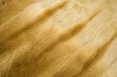 Texture, background. Mink fur. he short, fine, soft hair of certain animals. carnivorous mammals of the family Mustelidaeの写真素材