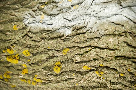 Texture, background. bark of tree. Poplar bark.の写真素材