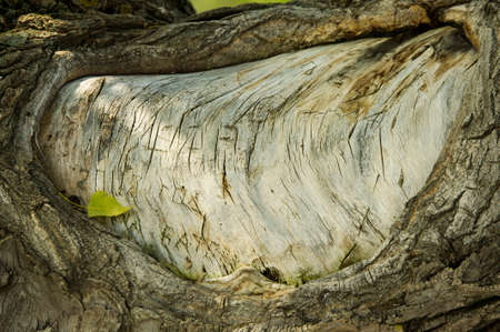 Texture, background. bark of tree. Poplar bark.