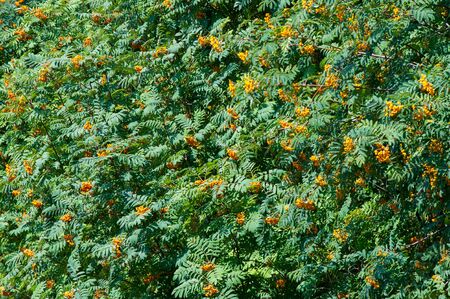 Rowan berries on a tree. rowan-tree lush bunches of red mountain ash on the branches of a tree. shallow depth of field.の写真素材