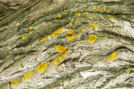 Texture, background. bark of tree. Poplar bark.