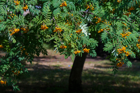 Rowan berries on a tree. rowan-tree lush bunches of red mountain ash on the branches of a tree. shallow depth of field.の写真素材