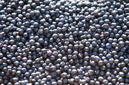 Vaccinium myrtillus is a species of shrub with edible fruit of blue color, commonly called "bilberry", "whortleberry" or European blueberryの写真素材