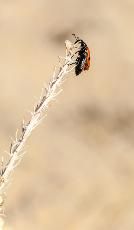 Steppe sand. Spring in the desert