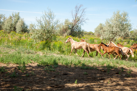 Steppe. horses in the steppeの写真素材