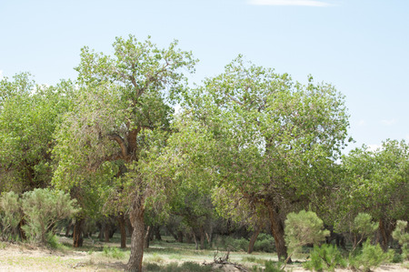 Steppe sand Kazakhstan. Spring in the desert. The delta of the Ili River
