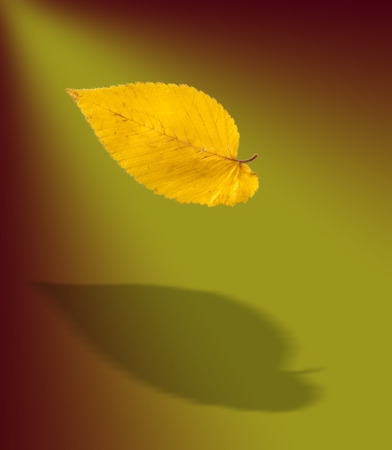 Autumn Leaves Elmの写真素材
